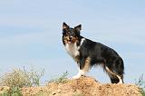 BORDER COLLIE 455